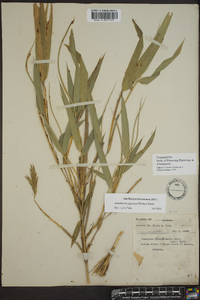 Arundinaria gigantea image