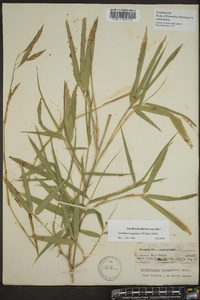 Arundinaria gigantea image