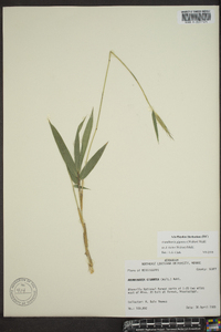 Arundinaria gigantea image