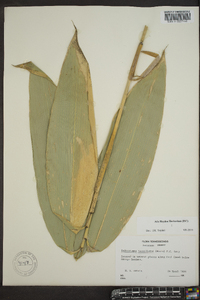 Indocalamus tessellatus image