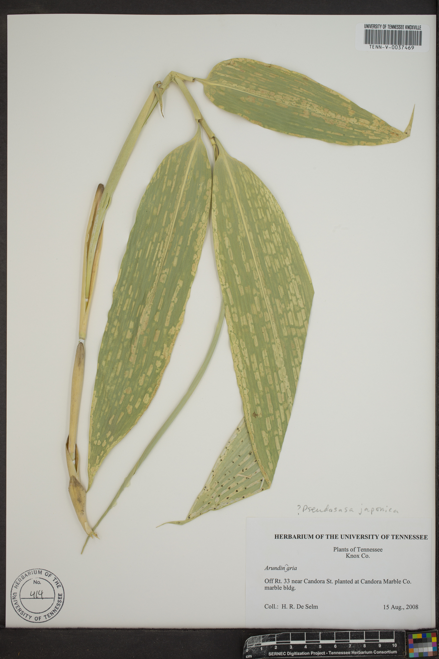 Pseudosasa japonica image