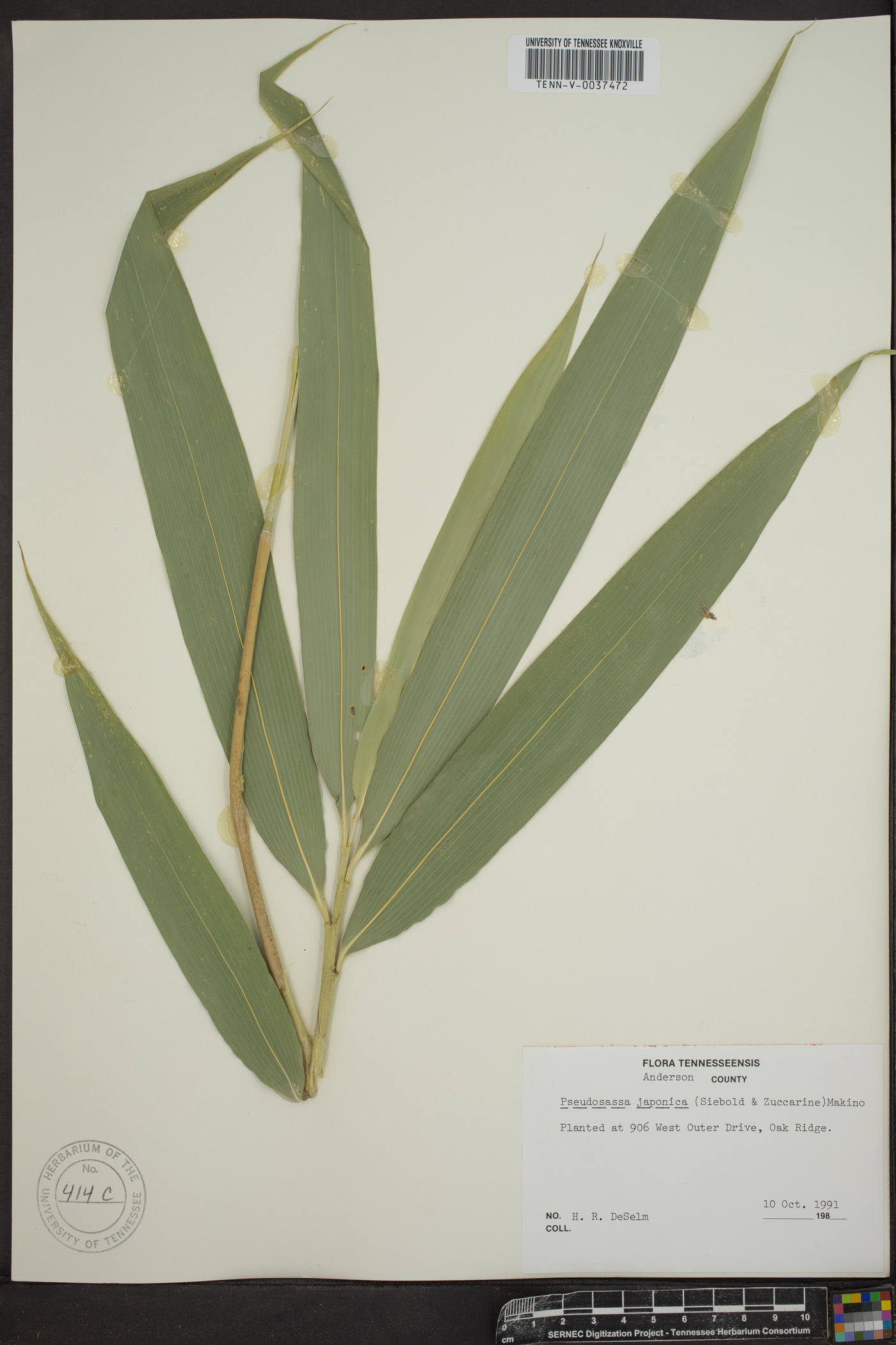 Pseudosasa japonica image