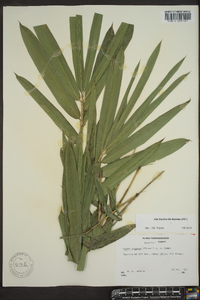 Image of Sasa pygmaea