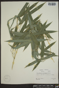 Phyllostachys aureosulcata image