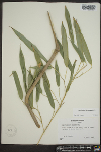 Phyllostachys aureosulcata image