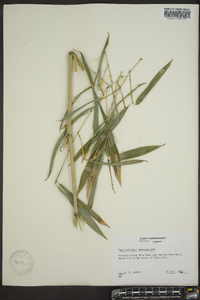 Phyllostachys aureosulcata image