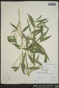 Phyllostachys aureosulcata image