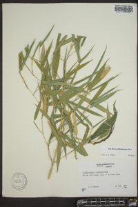 Phyllostachys aureosulcata image