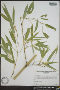 Phyllostachys aurea image