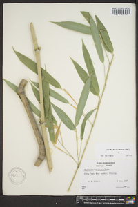 Phyllostachys aureosulcata image