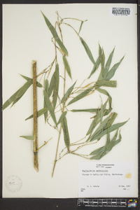 Phyllostachys aureosulcata image