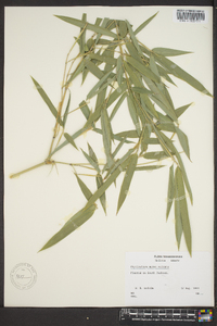 Phyllostachys aureosulcata image