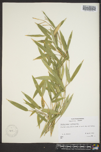 Phyllostachys aureosulcata image