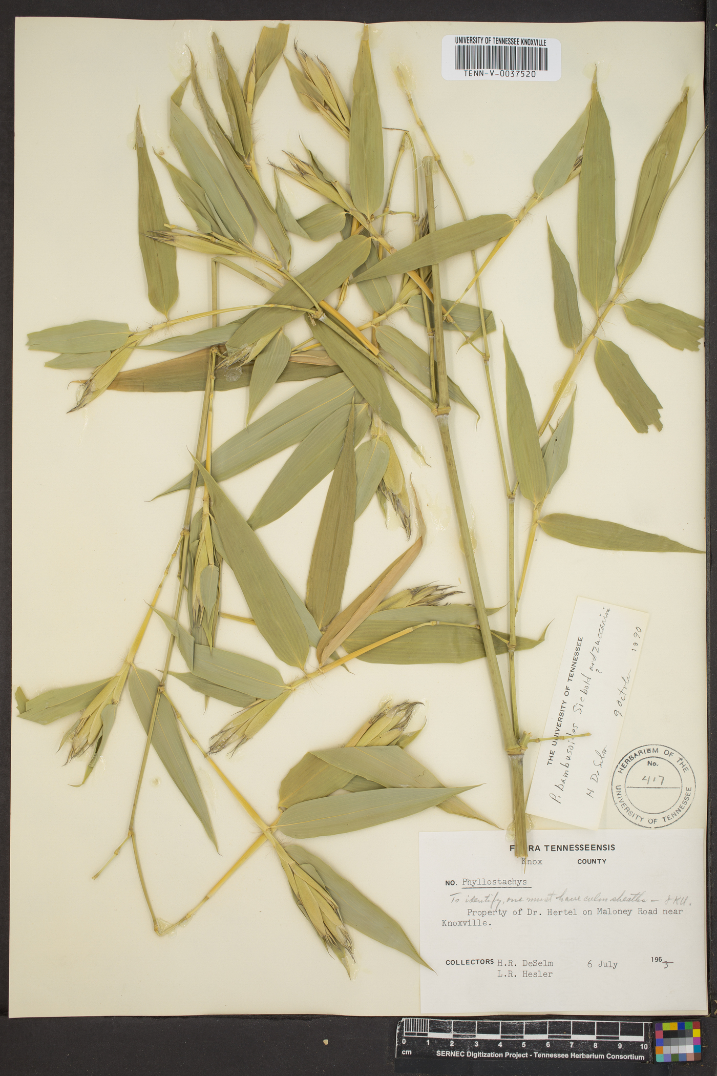 Phyllostachys bambusoides image