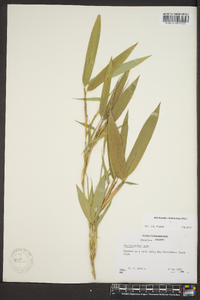 Phyllostachys nuda image