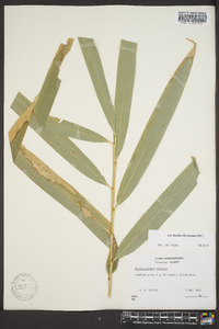 Phyllostachys makinoi image