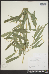 Phyllostachys nidularia image