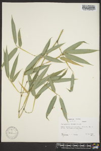 Phyllostachys elegans image