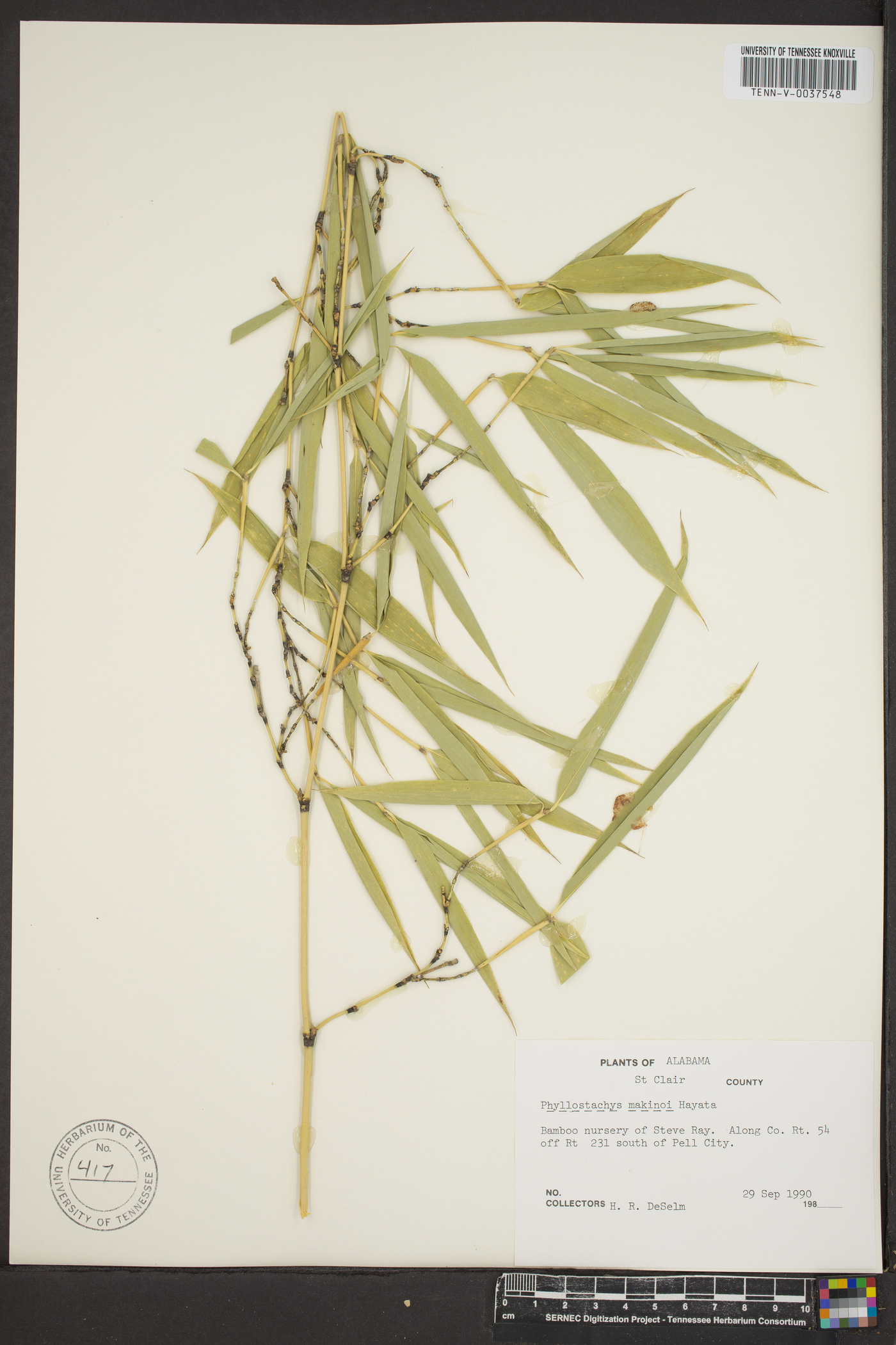 Phyllostachys makinoi image