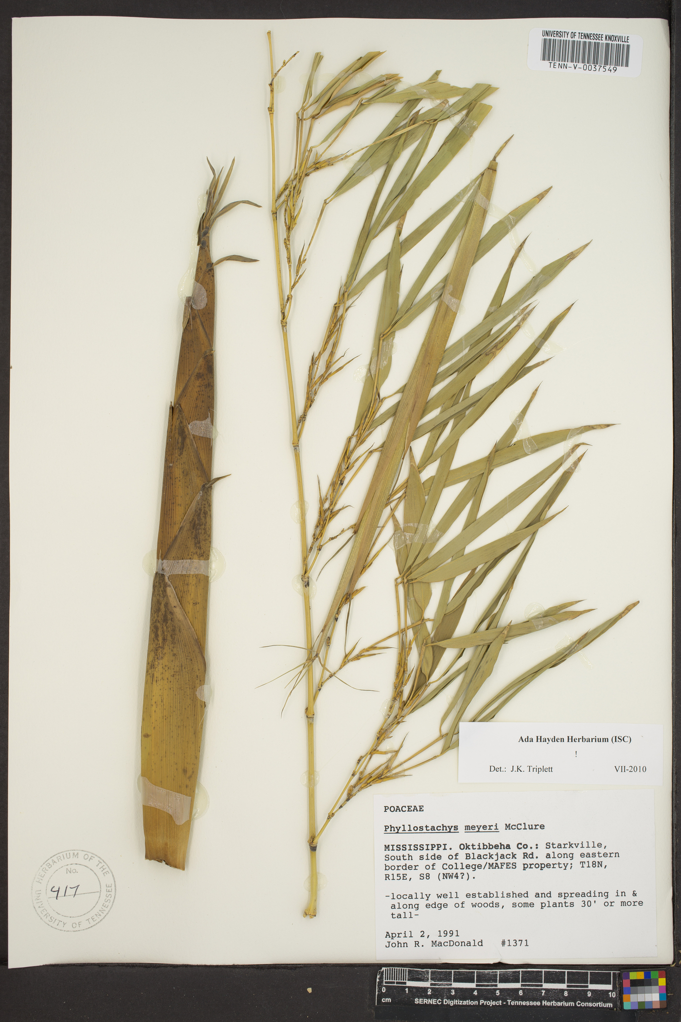 Phyllostachys meyeri image