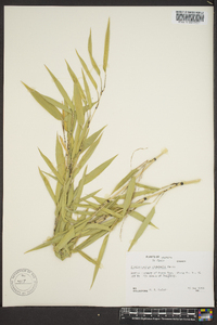 Phyllostachys nidularia image