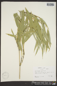 Phyllostachys vivax image