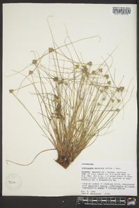 Cyperus neotropicalis image