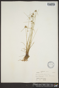 Cyperus neotropicalis image