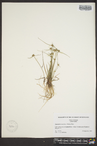 Cyperus neotropicalis image