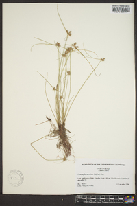 Cyperus neotropicalis image