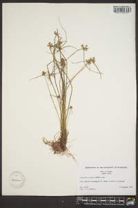 Cyperus neotropicalis image