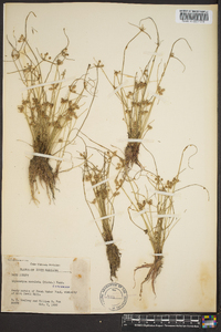 Cyperus neotropicalis image