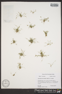 Cyperus subsquarrosus image