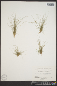 Cyperus subsquarrosus image