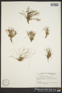 Cyperus subsquarrosus image