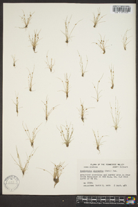 Cyperus subsquarrosus image