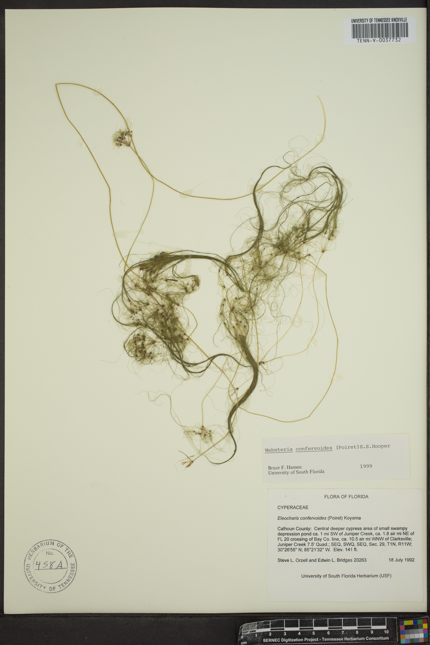 Websteria confervoides image