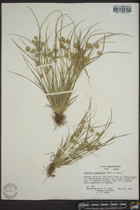 Cyperus acuminatus image