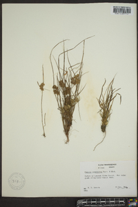 Cyperus acuminatus image