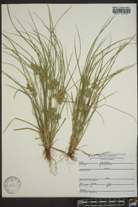 Cyperus acuminatus image