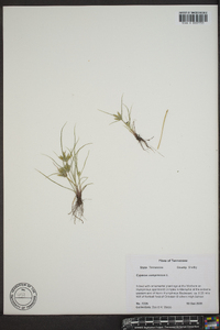 Cyperus compressus image