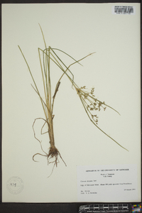 Cyperus dentatus image