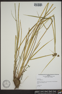 Cyperus difformis image