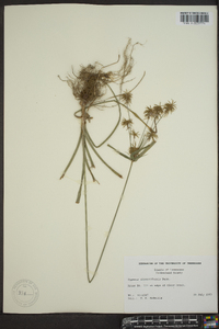 Cyperus dipsaciformis image