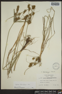 Cyperus dipsaciformis image