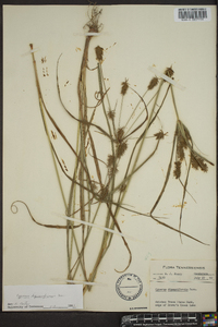 Cyperus dipsaciformis image