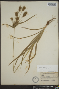 Cyperus dipsaciformis image