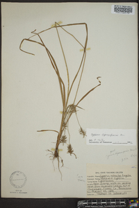 Cyperus dipsaciformis image