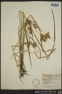 Cyperus erythrorhizos image