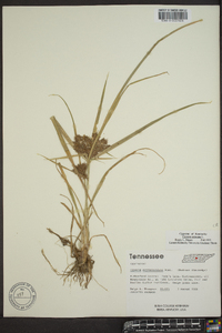 Cyperus erythrorhizos image